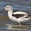 American Avocet